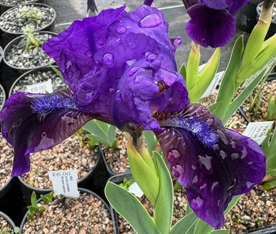 Iris 'Double Lament'